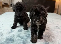 Grey Boy, a male Bordoodle for sale in Atlanta, GA – 6 of 6