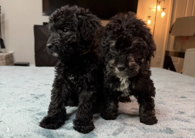 Yellow Boy – Poodle - Standard , Bordoodle puppy for sale in Atlanta, GA