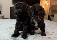 Yellow Boy, a male Bordoodle for sale in Atlanta, GA – 6 of 6