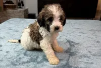 Blue Boy, a male Bordoodle for sale in Atlanta, GA – 2 of 6