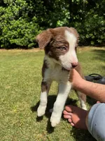 Finn, a male Border Collie for sale in Atlanta, GA – Photo 4 of 5