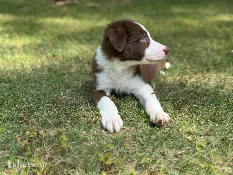 Finn – Border Collie puppy for sale in Atlanta, GA