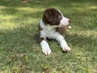 Finn, a male Border Collie for sale in Atlanta, GA – Photo 1 of 5