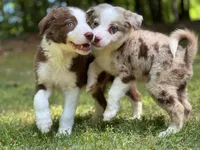 Finn, a male Border Collie for sale in Atlanta, GA – Photo 2 of 5