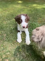 Finn, a male Border Collie for sale in Atlanta, GA – Photo 5 of 5