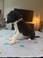 Baby Boy, a male Border Collie for sale in Atlanta, GA – 8 of 10