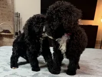 Red Boy, a male Bordoodle for sale in Atlanta, GA – 6 of 6