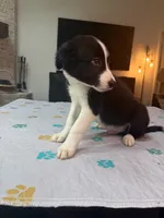 Baby Boy, a male Border Collie for sale in Atlanta, GA – 3 of 10