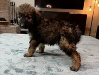 Purple Girl, a female Bordoodle for sale in Atlanta, GA – 4 of 6