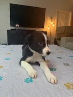 Baby Boy, a male Border Collie for sale in Atlanta, GA – 9 of 10