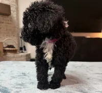 Pink Girl, a female Bordoodle for sale in Atlanta, GA – 1 of 5