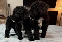 Red Boy, a male Bordoodle for sale in Atlanta, GA – 5 of 6