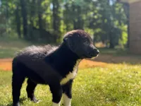 Clover, a female Border Collie for sale in Atlanta, GA – Photo 3 of 5