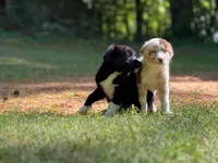 Clover, a female Border Collie for sale in Atlanta, GA – Photo 4 of 5