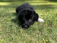 Clover, a female Border Collie for sale in Atlanta, GA – Photo 2 of 5
