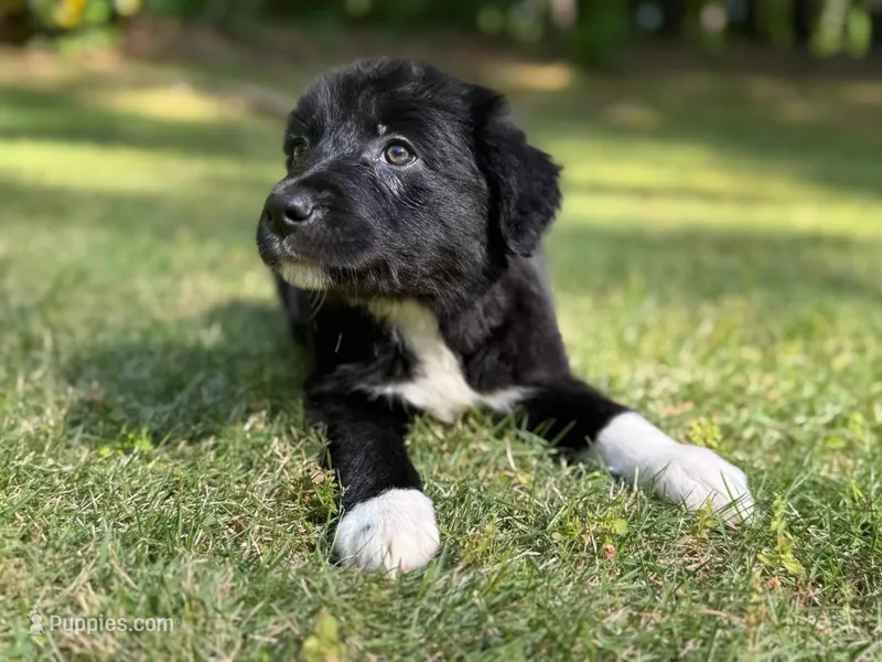 Clover – Border Collie puppy for sale in Atlanta, GA