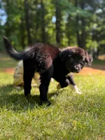 Clover, a female Border Collie for sale in Atlanta, GA – Photo 5 of 5