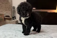 Pink Girl, a female Bordoodle for sale in Atlanta, GA – 3 of 5