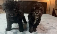 Grey Boy, a male Bordoodle for sale in Atlanta, GA – 5 of 6