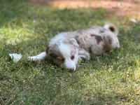 Nessa , a female Border Collie for sale in Atlanta, GA – Photo 3 of 5