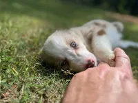 Nessa , a female Border Collie for sale in Atlanta, GA – Photo 4 of 5