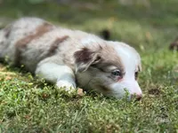 Nessa , a female Border Collie for sale in Atlanta, GA – Photo 2 of 5
