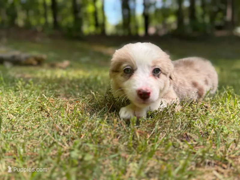 Nessa  – Border Collie puppy for sale in Atlanta, GA