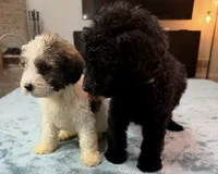 Green Boy, a male Bordoodle for sale in Atlanta, GA – 6 of 6