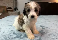 Blue Boy, a male Bordoodle for sale in Atlanta, GA – 1 of 6