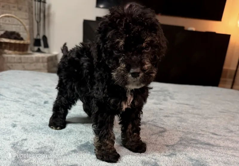Grey Boy – Bordoodle puppy for sale in Atlanta, GA