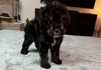 Grey Boy, a male Bordoodle for sale in Atlanta, GA – 1 of 6
