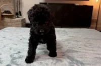 Yellow Boy, a male Bordoodle for sale in Atlanta, GA – 5 of 6