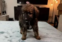 Purple Girl, a female Bordoodle for sale in Atlanta, GA – 2 of 6