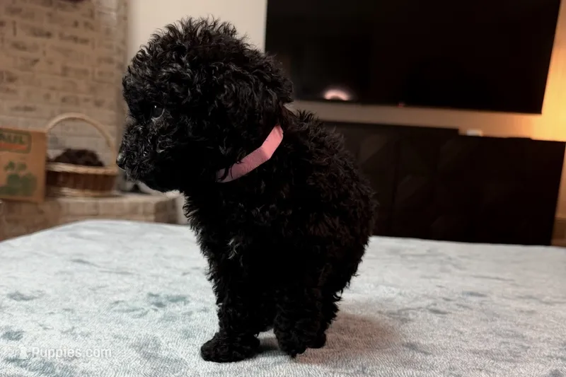 Light Pink Girl – Bordoodle puppy for sale in Atlanta, GA