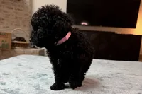 Light Pink Girl, a female Bordoodle for sale in Atlanta, GA – 1 of 6