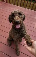 Pink Girl, a female Border Collie and Poodle - Standard  for sale in Atlanta, GA – 6 of 7