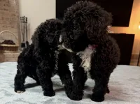 Pink Girl, a female Bordoodle for sale in Atlanta, GA – 5 of 5