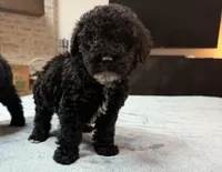 Red Boy, a male Bordoodle for sale in Atlanta, GA – 4 of 6