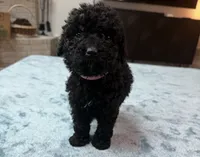 Light Pink Girl, a female Bordoodle for sale in Atlanta, GA – 3 of 6