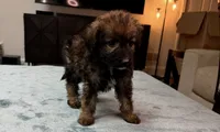 Purple Girl, a female Bordoodle for sale in Atlanta, GA – 3 of 6