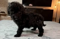 Yellow Boy, a male Bordoodle for sale in Atlanta, GA – 1 of 6