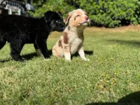 Wren, a female Border Collie for sale in Atlanta, GA – Photo 3 of 5