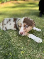 Wren, a female Border Collie for sale in Atlanta, GA – Photo 2 of 5