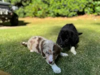 Wren, a female Border Collie for sale in Atlanta, GA – Photo 4 of 5