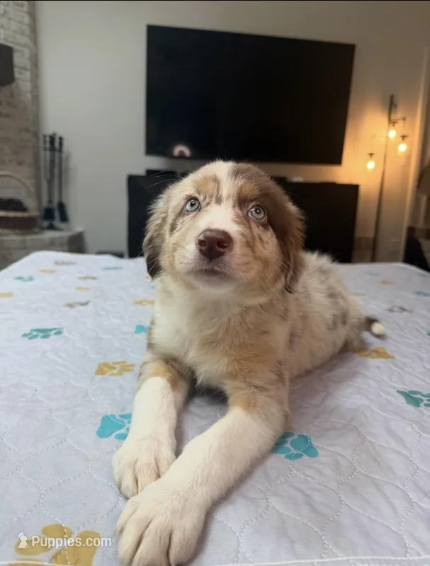 Wren – Border Collie puppy for sale in Atlanta, GA