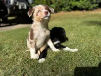 Wren, a female Border Collie for sale in Atlanta, GA – Photo 1 of 5
