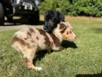 Wren, a female Border Collie for sale in Atlanta, GA – Photo 5 of 5