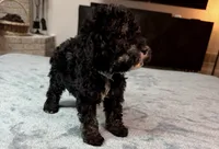 Grey Boy, a male Bordoodle for sale in Atlanta, GA – 2 of 6