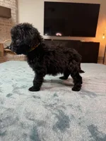 Yellow Boy, a male Poodle - Standard  and Bordoodle for sale in Atlanta, GA – 5 of 8