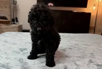 Light Pink Girl, a female Bordoodle for sale in Atlanta, GA – 2 of 6
